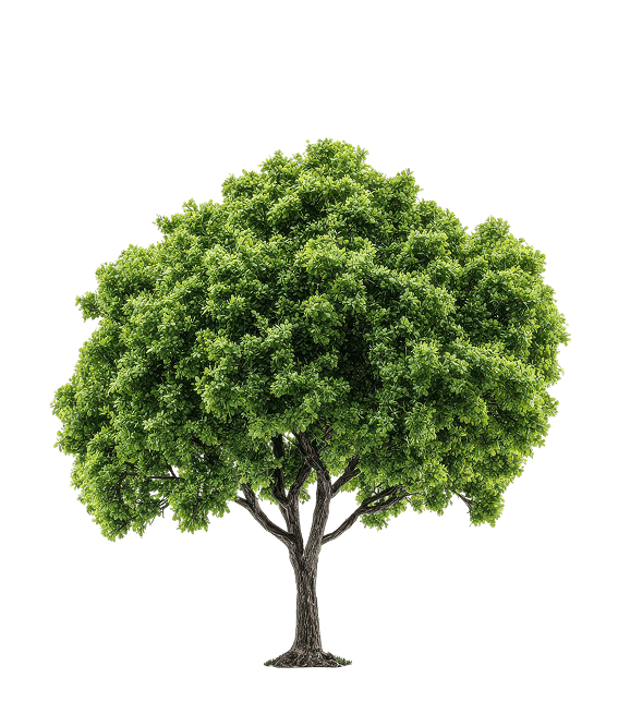 Tree planted under Project Aranyam